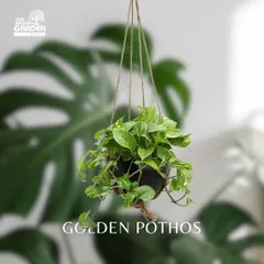 The Golden Pothos is one of the easiest plants to grow. Its trailing vines with variegated leaves look beautiful cascading from a hanging pot or a shelf.