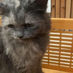 A quiet moment for Icey the Persian cat. I understand that cats need their own space and time, and I provide cozy spots for them to rest and observe their surroundings.