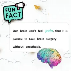 Fun Fact: Our brain can't feel pain. It doesn't have pain receptors, which is why it's possible to have brain surgery without general anesthesia, though local anesthetics are used for the skin and muscle.