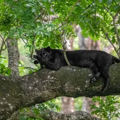 A classic portrait of the black panther, his dark coat a stark contrast to the lush foliage. Capturing this elusive cat is a true test of a wildlife photographer's patience and skill.