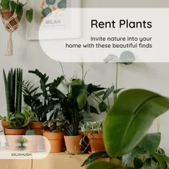 We offer flexible plant rental options. This is a great solution for staging a home for sale, adding greenery to a special event, or simply trying out a green look without a long-term commitment.