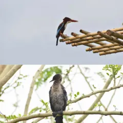 A White-throated Kingfisher and a Little Cormorant, both spotted at our Lucknow plantation site. The presence of water birds is a great sign that our created water bodies are supporting a healthy food web.