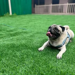 A happy pug takes a break from playtime, lying on the soft artificial grass. The yard is designed for both energetic fun and quiet relaxation.