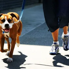 Our dog walking services are perfect for the city life in Bangalore. We take dogs like this energetic Boxer for structured walks and jogs on neighborhood sidewalks, helping them burn off energy and stay fit and disciplined on the leash.