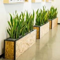 We strategically select plants with proven benefits. The Sansevieria, or Snake Plant, is a favorite for indoor spaces due to its strong air-purifying qualities and minimal maintenance requirements, as shown in these modern office planters.