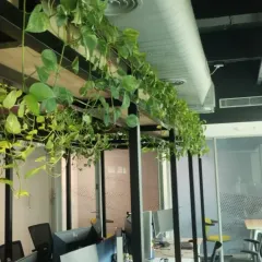 An office can be an oasis. For this workspace, we designed and installed an overhead arrangement of lush, trailing Pothos plants to purify the air and create a vibrant, inspiring canopy for the team below.