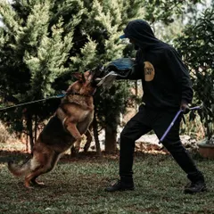 For certain breeds, I offer advanced protection training. This is Eva, a German Shepherd, practicing controlled bite work with full safety gear. It's about channeling a dog's natural instincts into focused, disciplined skill.