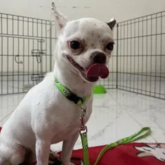 Teddy the Chihuahua came to us for day care and was not comfortable around other dogs. We gave him his own private room with a dedicated handler to ensure he felt safe and secure throughout his stay.