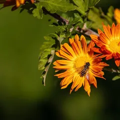 A bee pollinating a fiery orange chrysanthemum in Manali. The side-angle view provides a clear look at the bee's body and the flower's structure.