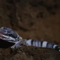 The monsoon brings out some of the region's most secretive creatures, like this stunningly patterned Leopard Gecko. Our herping walks are timed perfectly to give you the best chance of spotting these rare reptiles and amphibians.