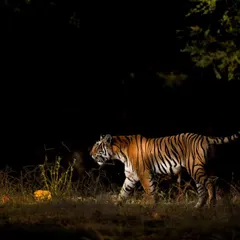 Riddhi on a gorgeous winter morning in Ranthambore. The light was perfect wherever she stepped, allowing for creative compositions like this low-key shot.