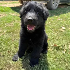 A beautiful, solid black GSD puppy from the "Wolf Pack" litter. We breed for both physical prowess and a social, stable mind. This pup shows the alertness and engagement we look for.