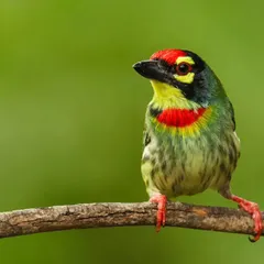 The Coppersmith Barbet is named for its metronomic, metallic call. This close-up portrait shows off its "painted" face with patches of red, yellow, and black.