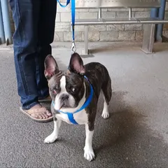 This is Bruno, a handsome French Bulldog, right before his trip from Delhi to Canada. I ensure every pet is calm and ready for their journey, handling all the pre-flight checks and paperwork.