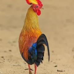 The Sri Lankan Junglefowl, the national bird of Sri Lanka. The male is strongly sexually dimorphic, with vivid plumage and a highly exaggerated wattle and comb.