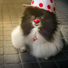 A playful clown-themed portrait of a fluffy Pomeranian. These AI-assisted edits are a fun way to explore creative ideas without stressing the pet.