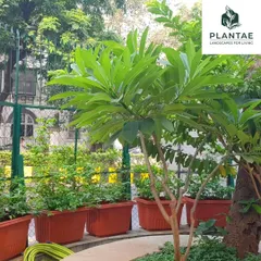 This is a section of the landscape we designed for the BIS School. We used raised planters to create defined green zones, filling them with hardy shrubs and small trees to beautify the campus and create a pleasant environment for students.