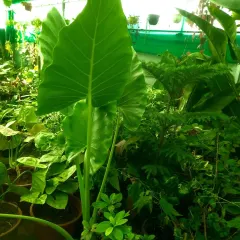 Large-leafed plants like this Alocasia, or Elephant Ear, create a bold tropical statement. I can help select the right large-scale plant to act as a living centerpiece for your home or office.