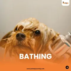 A close-up of bath time. I use high-quality, pet-safe shampoos to gently cleanse the coat, ensuring your pet gets a deep clean without any skin irritation.