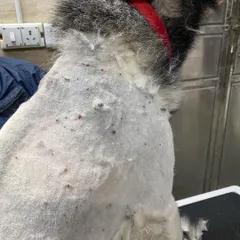 A detailed look at the dog's skin, revealing dozens of ticks latched on. A full shave is the most effective method for a tick removal treatment of this severity.