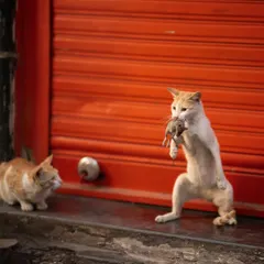 A tense interaction between two street cats over the prize. This frame adds a layer of social drama to the urban wildlife narrative.