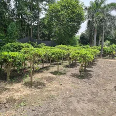 A view of my Ficus topiary stock. I have many of these available in various sizes, perfect for creating uniform, repeated patterns in a landscape design.