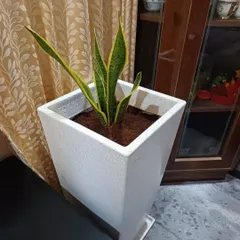 The Snake Plant, or Sansevieria, is one of the most popular indoor plants for its hardiness and air-purifying qualities. Here it is in a modern, speckled white tapered planter.
