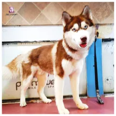 Those striking blue eyes really pop against a clean, well-groomed coat. This Siberian Husky is looking majestic and ready for his close-up after his spa treatment.