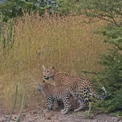 A mother leopard and her cub stand alert at the edge of the bush. This image captures the strong bond and the passing of knowledge from one generation to the next.
