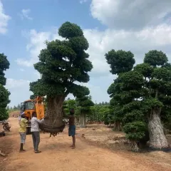 I provide full-service logistics for my largest trees. Here, my team uses heavy machinery to carefully lift and prepare a mature bonsai-style tree for transport, ensuring it arrives at the client's site in perfect condition.