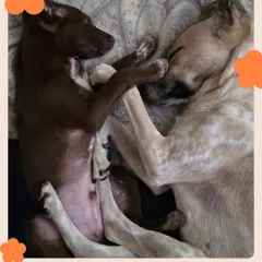 Sora cuddling with her new sibling. It warms our hearts to see our adopted animals forming such strong bonds in their new homes.