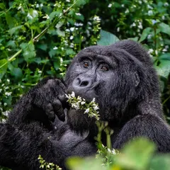 Hello Ladies! Will you be my Valentine? A handsome Silverback Gorilla in Bwindi offers a flower, a charming and anthropomorphic moment that makes for a heartwarming fine art print.