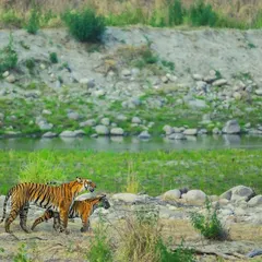 A tigress guides her cub along the riverbanks in Corbett National Park. This quiet moment of teaching and protection is what I seek to document. It’s not just about the big cats, but about the continuation of their lineage and the fragile ecosystems they depend on.