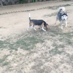 A Beagle and a Husky exploring the scents and sounds of the park together. Socialization is a key part of our daycare and boarding experience, helping dogs build confidence and make new friends.