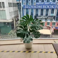 A large Monstera Deliciosa in a minimalist white planter makes a stunning statement piece in this office space, perfectly framed by the large window overlooking Church Street in Bangalore.