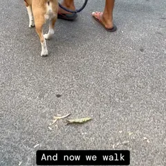 A duplicate image showing a Beagle learning to walk calmly on a leash. This is a crucial first step in any behavior modification plan for reactivity.