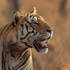 A tiger portrait in the golden light of the grasslands, showcasing the beautiful textures of its coat.