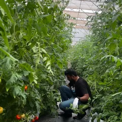 A volunteer carefully tends to the tomato plants. Volunteering is a great way to get your hands dirty and learn the fundamentals of protected cultivation firsthand.