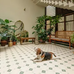 This sunlit, Spanish-inspired courtyard is the heart of the home. We used patterned cement tiles and filled the space with plants to create a cool, comfortable, and serene spot for the whole family, including Dorai the beagle, to relax.