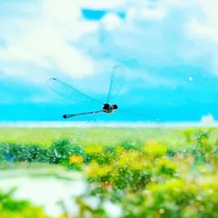 A damselfly rests on a glass window, looking out at the mangroves it cannot reach. This image is a metaphor for our own perception. We often view reality from the comfort of our conditioning, rarely opening the window to truly experience and connect with the world outside.