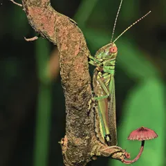 Despite what La Fontaine's fable says, I am biased towards the grasshopper. What fascinating musicians they are, bringing the monsoon wilds alive with their color, song, skip, and hop. Here, one pauses near a tiny mushroom, a meeting of two of the forest's smaller wonders.