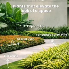 A space feels balanced when plants are chosen with intent. This landscape design uses a combination of Turf Grass, Scarlet Bush, Variegated Screw Pine, and Elephant Ear plants to create layers of texture and color along a pathway.