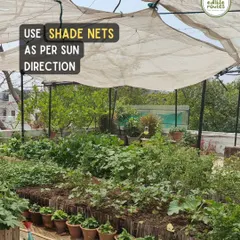 We help you turn any urban space, like this client's terrace in Delhi, into a thriving vegetable garden. We handle everything from installing shade nets to protect from the harsh sun to building the perfect soil mix for a bountiful harvest.