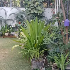 This image shows a mature garden corner that I help maintain. Regular upkeep includes pruning, watering, and pest management to keep diverse plants like these thriving together.