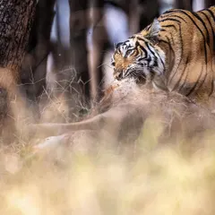 A tiger feeding on a kill, partially obscured by the foreground. This composition creates a sense of being a hidden observer, witnessing a private and primal moment in the wild.
