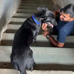 I believe every dog deserves a chance, including our wonderful Indies. Here I am sharing a happy moment with a sweet black Indie dog on the stairs.