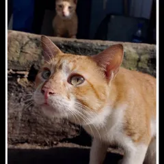 A close-up of a ginger cat at Dhobi Ghat, with another cat in the background. This image tells a story of street life, capturing the curious and alert nature of these urban animals.