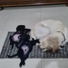 A beautiful moment between a foster mama and her pups. Being a foster mom has taught me so much about canine behavior and the deep bonds animals form. This experience enriches the care I provide to all my guests.