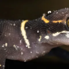 On a nocturnal trail in the Western Ghats, I filmed this Deccan Banded Gecko using its tongue to delicately clean a raindrop from its eye. It's a rare, intimate moment of self-care in the wild.