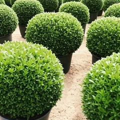 A closer look at our topiary shrubs. These decorative plants are excellent for creating formal hedges, borders, or standalone features in a garden.